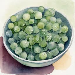 Kume Island Sea Grapes